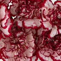 Rot Weiß Carnations Blumensamen zur Aussaat saisonal Dauerblüher Traditionssorte & ohne Gentechnik Samen Hausgarten