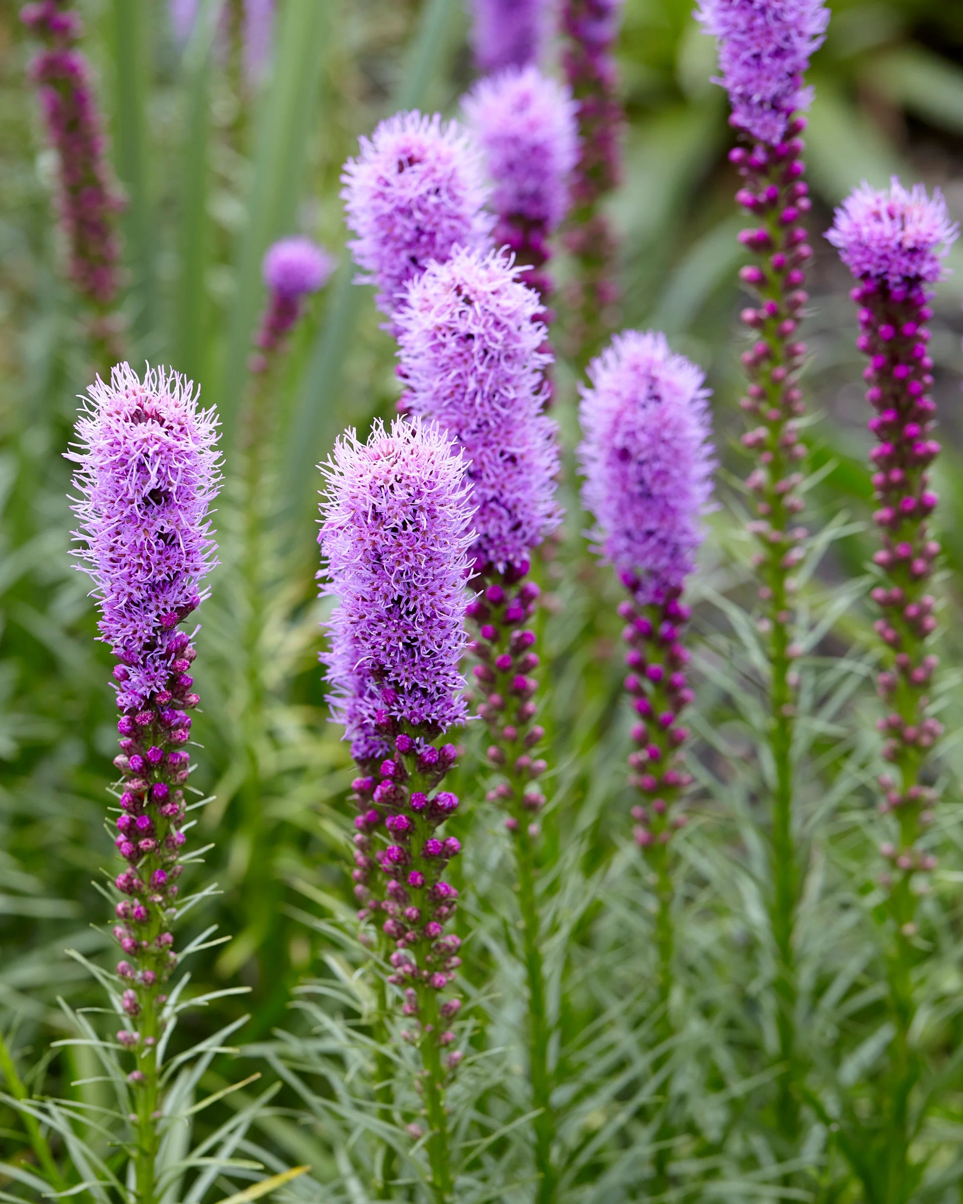 Violett Gayfeather Blumensamen – Blumensamen zur Aussaat – duftend Blüten – Traditionssorte & ohne Gentechnik Samen Hausgarten