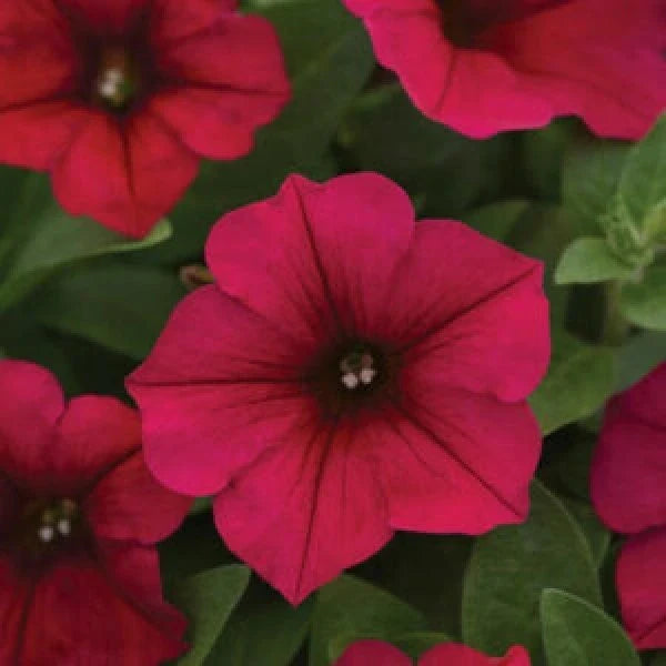 Schwarz Rosa Petunie Blumensamen zur Aussaat Traditionssorte ohne Gentechnik Anzucht Garten Blüten robust Sorte