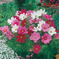 Cosmos Blumensamen zur Aussaat – Wildblume Mischung – Traditionssorte & ohne Gentechnik Samen Hausgarten