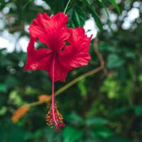 Rot Hibiskus Blumensamen zur Aussaat Landhaus Garten wichtig Traditionssorte & ohne Gentechnik Samen Hausgarten