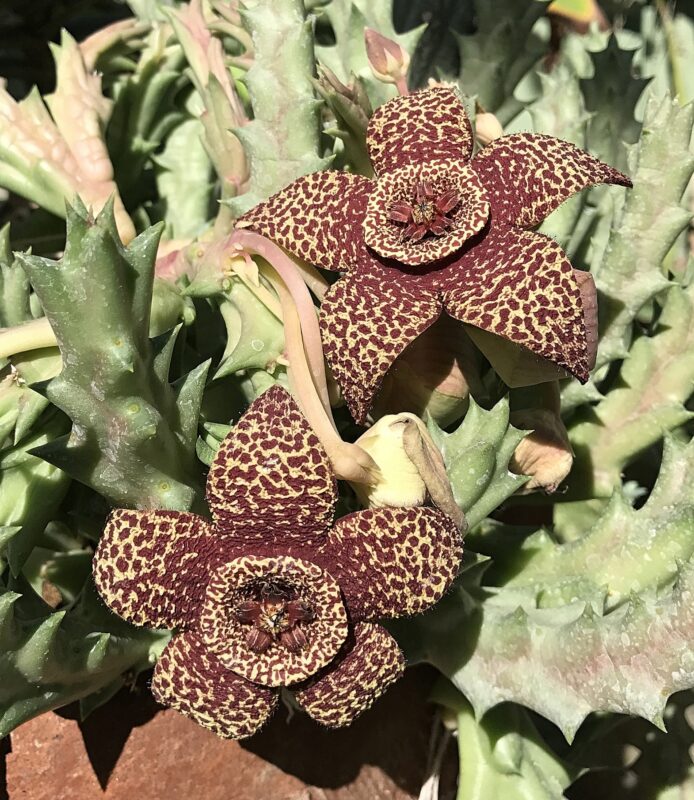 Stapelia Variegata Blumensamen zur Aussaat – Garten beliebt – Traditionssorte & ohne Gentechnik Samen Hausgarten