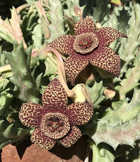 Stapelia Variegata Blumensamen zur Aussaat – Garten beliebt – Traditionssorte & ohne Gentechnik Samen Hausgarten