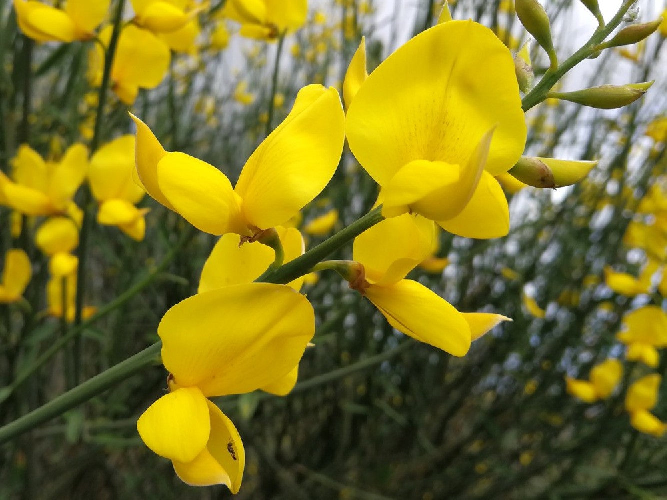 Retama Sphaerocarpa Blumensamen zur Aussaat sonnenliebend Traditionssorte & ohne Gentechnik Samen Hausgarten