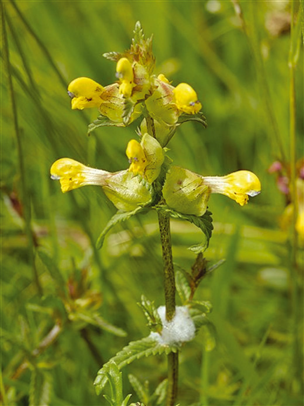 Rhinanthus samen anpflanzung and wachsend guide