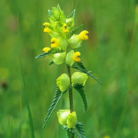 Rhinanthus gelb rattle samen for gardening