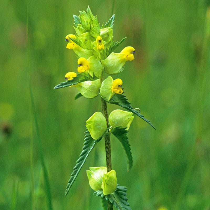 Rhinanthus gelb rattle samen for gardening