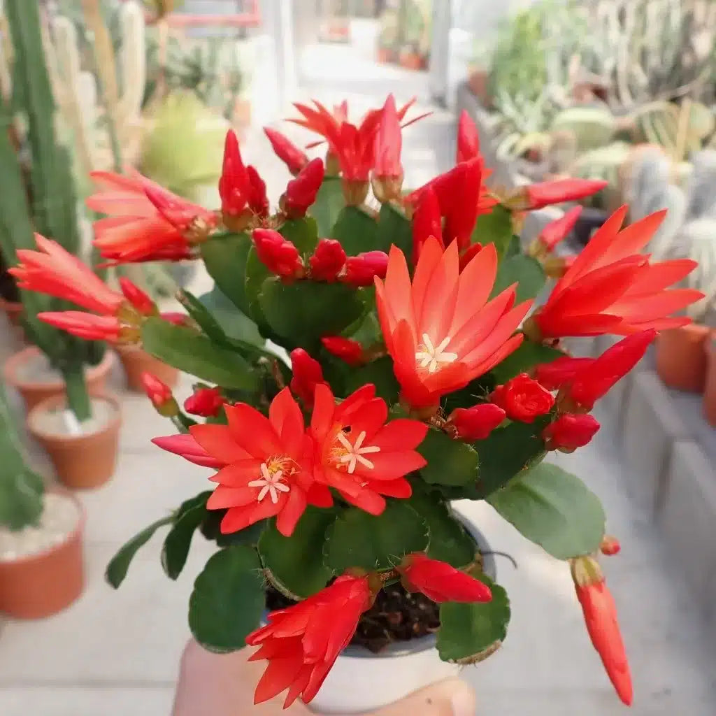 Rot Weihnachtskaktus Blumensamen zur Aussaat robust Sorte Traditionssorte & ohne Gentechnik Samen Hausgarten