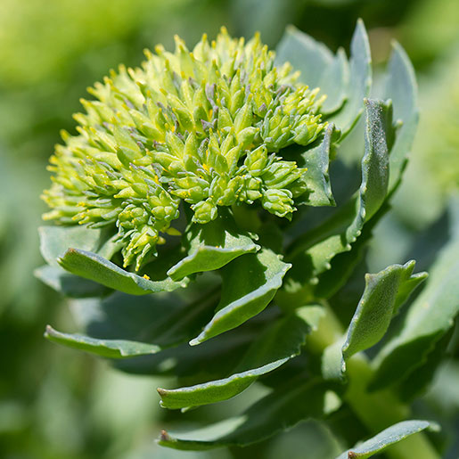 Rhodiola Rosea Blumensamen zur Aussaat Anzucht Traditionssorte & ohne Gentechnik Samen Hausgarten