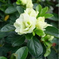 Rhododendron azalea samen for anpflanzung