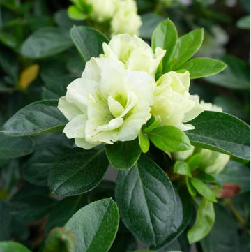 Rhododendron azalea samen for anpflanzung