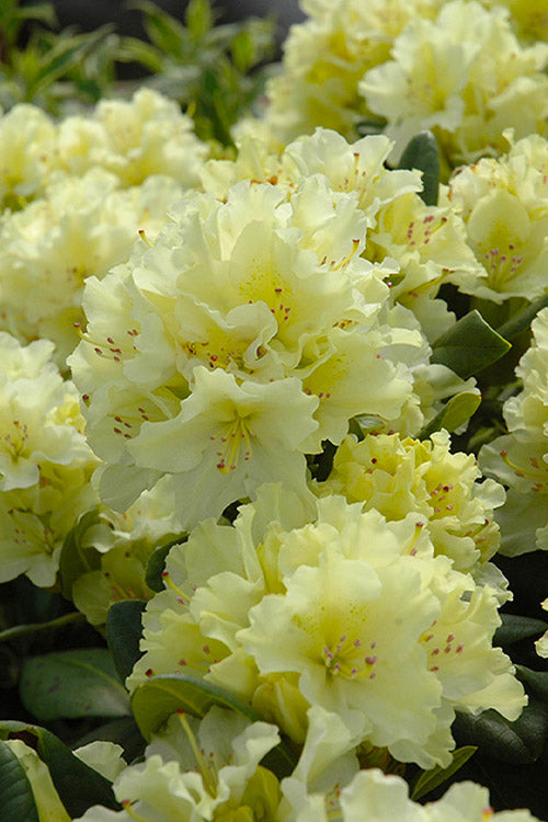 Rhododendron Gelb Blumensamen – ideal zur Aussaat Garten