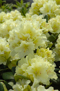 Rhododendron Gelb Blumensamen – ideal zur Aussaat Garten