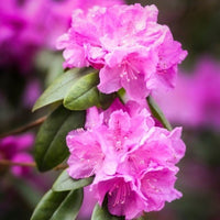 Rhododendron Blumensamen zur Aussaat Garten beliebt Traditionssorte & ohne Gentechnik Samen Hausgarten