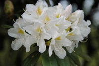 Rhododendron Blumensamen zur Aussaat – farbenfroh Schau – Traditionssorte & ohne Gentechnik Samen Hausgarten