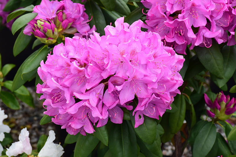 Rosa rhododendron shrubs enhancing a garten