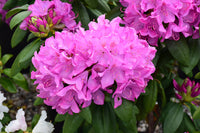 Rosa rhododendron shrubs enhancing a garten