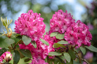 Rhododendron Blumensamen zur Aussaat Garten beliebt Traditionssorte & ohne Gentechnik Samen Hausgarten