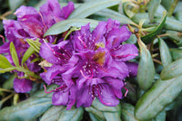 Rhododendron blume samen for anpflanzung violet braun