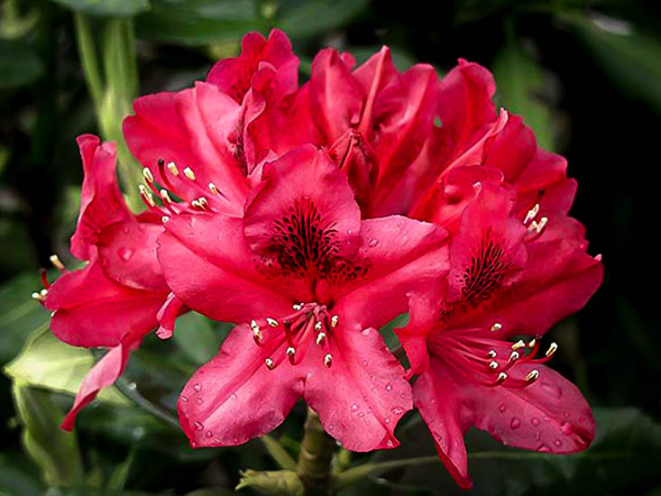 Rot Rhododendron Barbatum Blume Aussaat