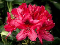 Rot Rhododendron Barbatum Blume Aussaat