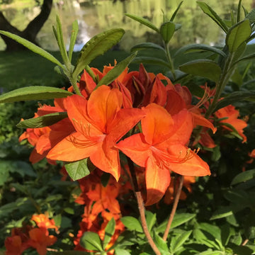 Rhododendron orange samen for anpflanzung