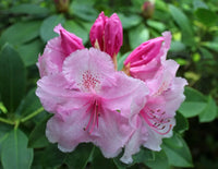 Rosa Rhododendron Blumensamen zur Aussaat – sonnenliebend – Traditionssorte & ohne Gentechnik Samen Hausgarten