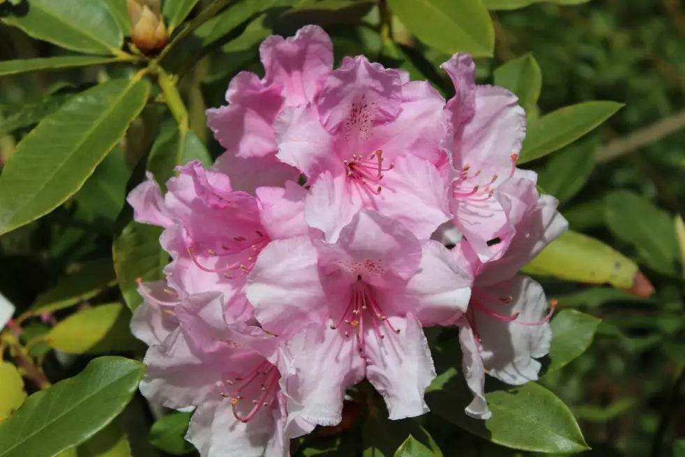 Rosa Rhododendron Blumensamen zur Aussaat – sonnenliebend – Traditionssorte & ohne Gentechnik Samen Hausgarten