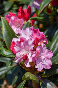 How to grow multi-color rhododendron blumen