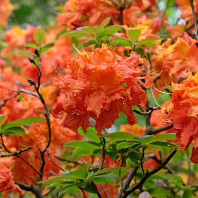 Rhododendron seedlings keimend from soil