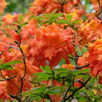 Rhododendron seedlings keimend from soil