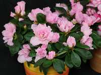 klein Rosa Simsii Bonsai Samen zur Aussaat lang Blüte Saison Traditionssorte & ohne Gentechnik Samen Hausgarten