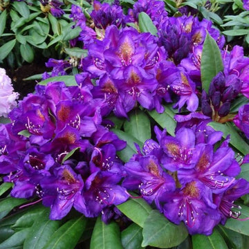 Rhododendron violet braun samen for anpflanzung