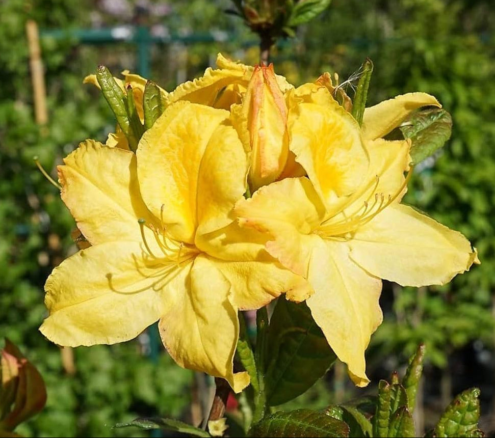 Rhododendron gelb blume samen for anpflanzung