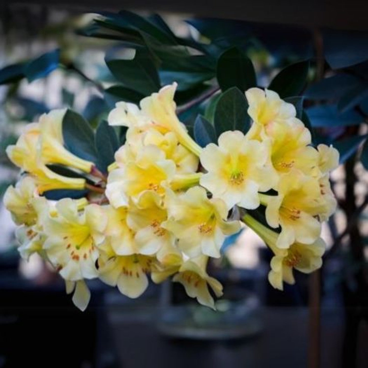 Gelb rhododendron wachsend in a garten display