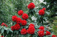 Rot Rhododendron Samen zur Aussaat – mehrjährige Blüten