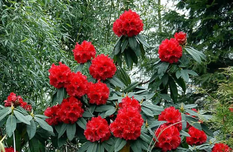 hell Rot Rhododendron Blumensamen zur Aussaat Halbschatten verträglich Traditionssorte & ohne Gentechnik Samen Hausgarten
