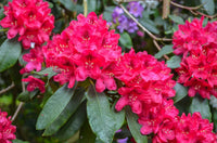 Rot Rhododendron Barbatum Blume Aussaat