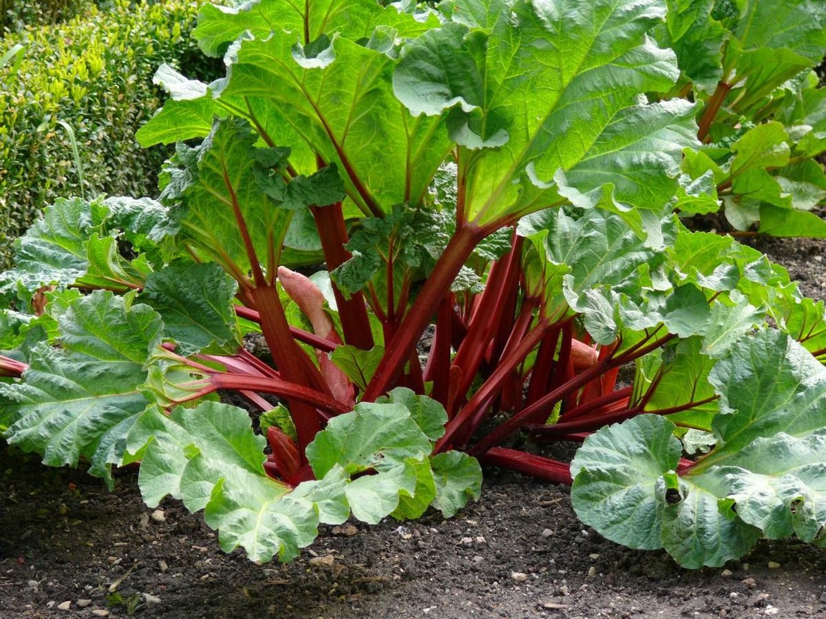 Rhubarb samen für home garten aussaat, non-gmo