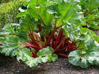 Rhubarb samen für home garten aussaat, non-gmo