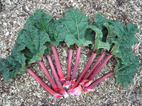 Harvest-ready rhubarb stalks aus samen