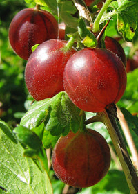 Ribes uva-crispa Samen für einfaches Anpflanzen