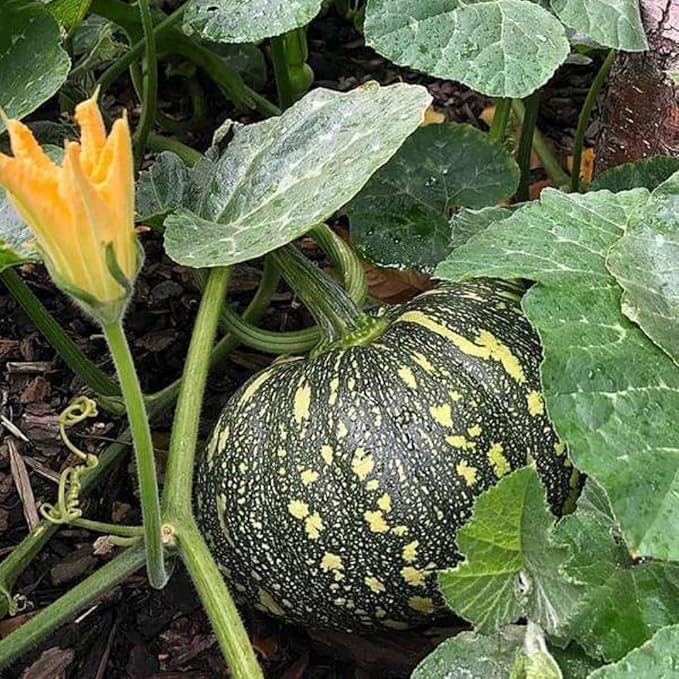 Rican pumpkin cucurbita spp samen für aussaat
