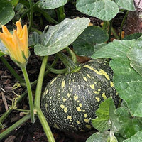 Rican pumpkin cucurbita spp samen für aussaat