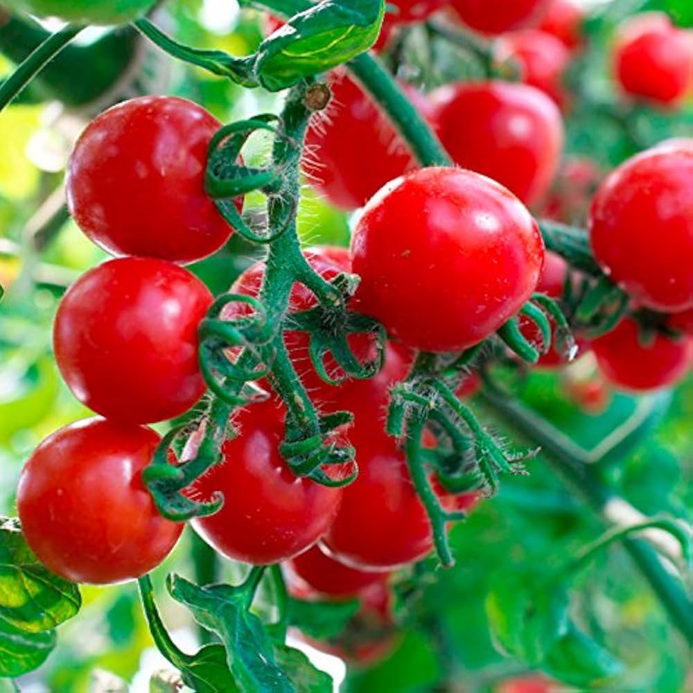 Rich-flavored dar zavolzhzhya tomato gezogen in garten