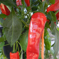 Rich flavor jim legacy pepper samen für garten aussaat