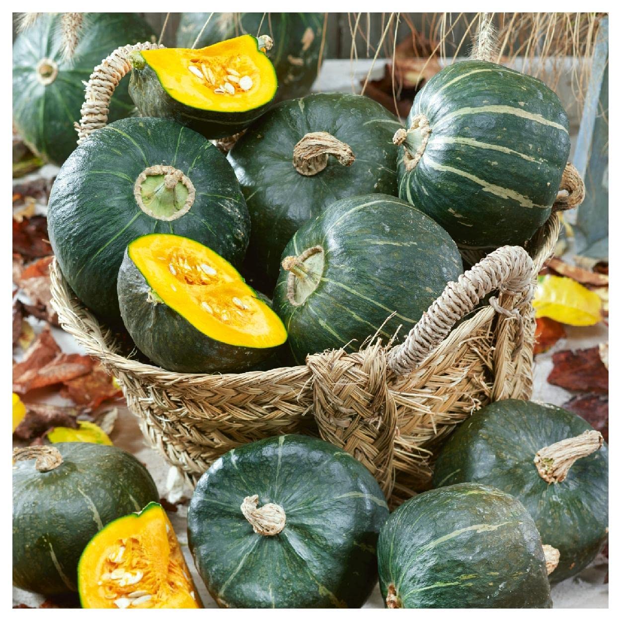 Rich nutty burgess winter squash wachsend