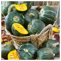 Rich nutty burgess winter squash wachsend