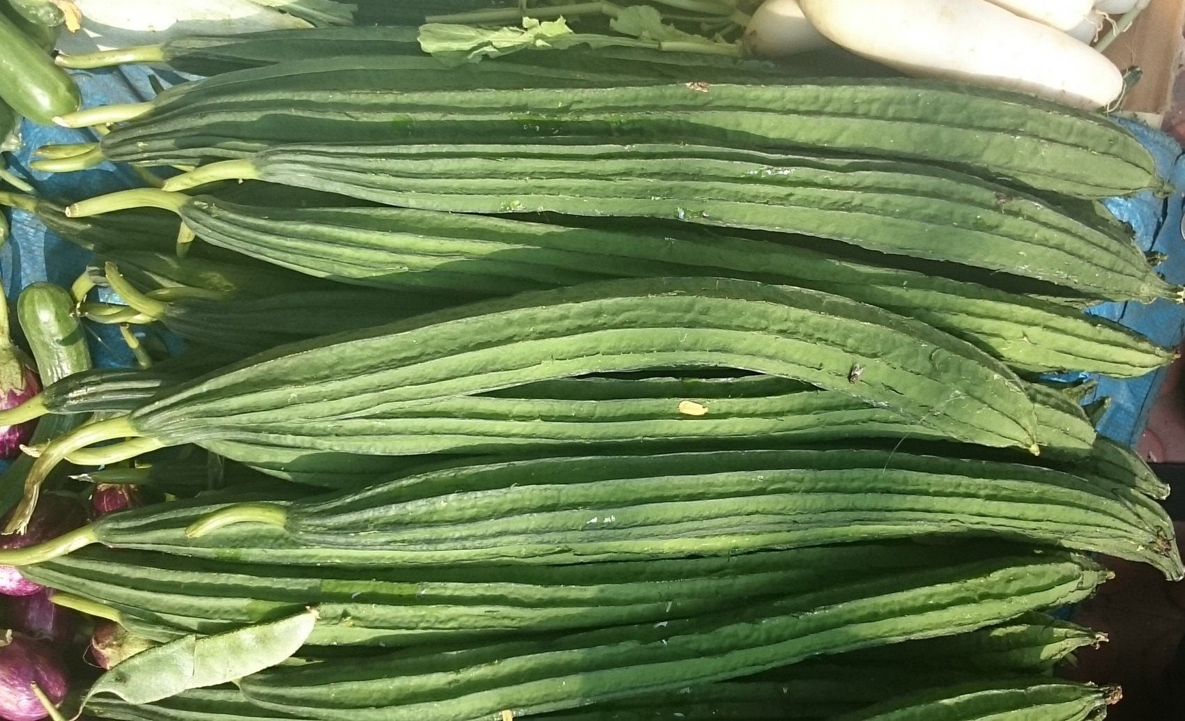Ridge gourd samen suitable für home gardening
