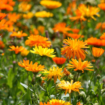 Calendula Blumensamen zur Aussaat farbenfroh Schau Traditionssorte & ohne Gentechnik Samen Hausgarten